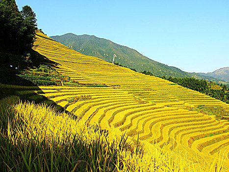 soi cau 555 hom nay
